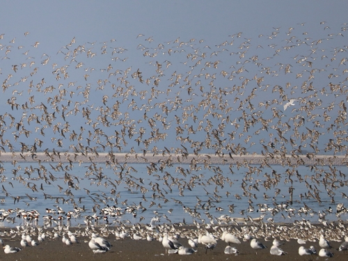 東よか干潟の野鳥（2月）