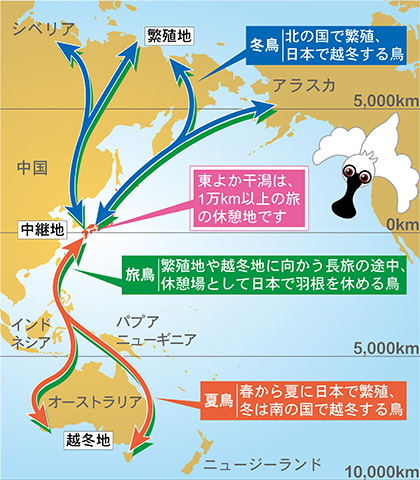 渡り鳥地図